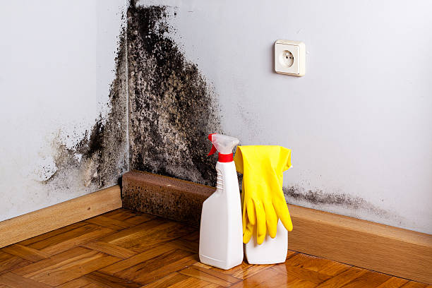 Best Attic Mold Removal  in Winterville, NC