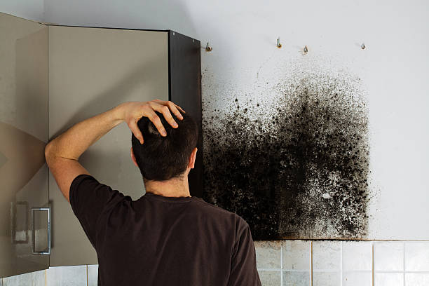 Best Certified Mold Removal  in Winterville, NC